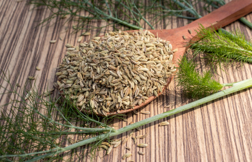 Fenchel